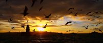 Many crows flies above the sea in the sunset