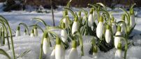 Bloomed snowdrops in the snow