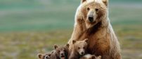 Brown bear mother with her cubs