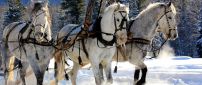 Three harnessed horses through snow
