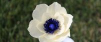 Beautiful white flower with blue center in a glass