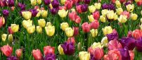 Beautiful tulips in the field - Spring flowers