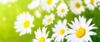 White daisies - Beautiful clean flowers in the grass
