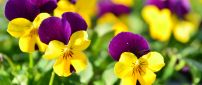 Yellow and purple pansies in the garden
