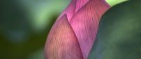 Pink lotus macro bud - Water flower