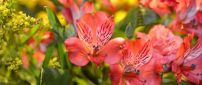 Many blooming orange lilies in the garden