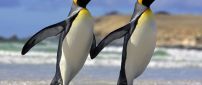 The penguin couple walks - Animal wallpaper