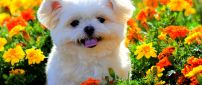 White and furry puppy between orange flowers