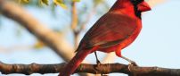 A beautiful red bird on a branch - Bird Conservation