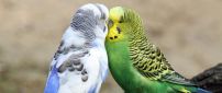 Kiss between birds - Love moment