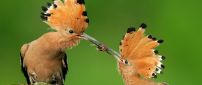 Beautiful birds with crest eats insects