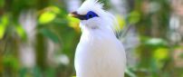 A white bird with blue around the eyes