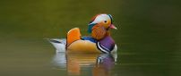 An awesome colored duck on the lake