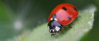 Red lady bird on the leaf - Insect wallpaper