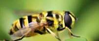 A striped yellow and black insect