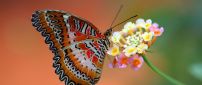 Splendid colored and striped butterfly on a flower