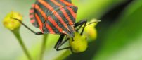 Insect with orange and black striped