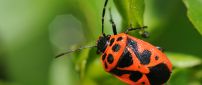 Orange insect with black dots on leaves