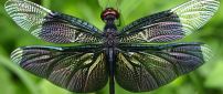 Splendid colored dragonfly insect