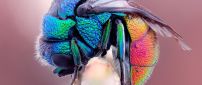 An crooked insect in rainbow colors