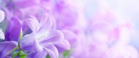 Beautiful purple flowers wallpaper
