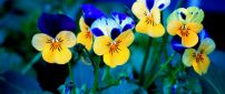 Beautiful blue and yellow pansies - Spring flowers