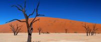 Dry trees in the sand of desert - Blue sky