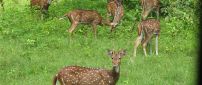 Many deers in the forest - Animals in the forest