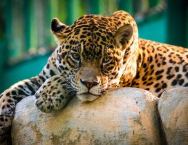 A beautiful Jaguar resting on the stones