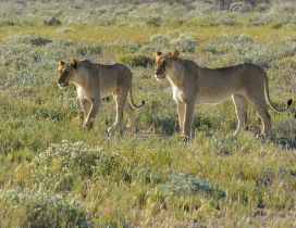 Two lionesses in the grass field - Wild animals