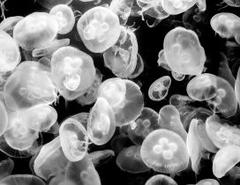 White and black wallpaper - Abstract jellyfish