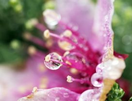 Pink flower with dew drops - Flower wallpaper