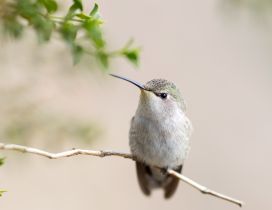 A sweet bird on the thin branch