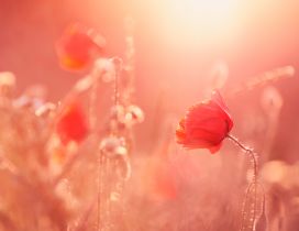 Red poppies in sunlight - Summer flower in field