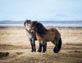Two sweet icelandic ponies - Horses wallpaper