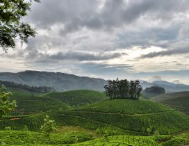 Green tea garden obscured by gray clouds