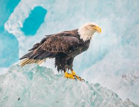 A beautiful eagle on the ice - Bird wallpaper
