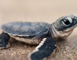 A baby turtle on the gravel in a HD wallpaper