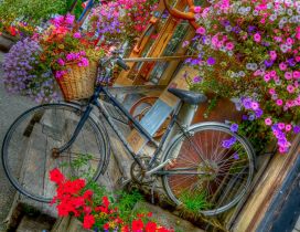 Many beautiful and colorful flowers in a basket of bicycle