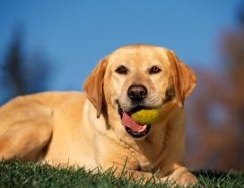 An yellow labrador with a tennis ball in mouth