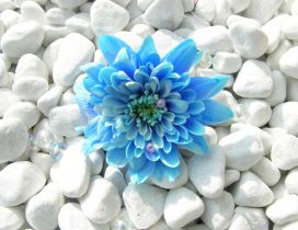 Blue flower on the many white stones