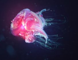 Pink jellyfish in a dark background