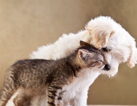 Kiss between cute kitten and white puppy