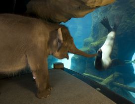 A elephant and a seal are friends