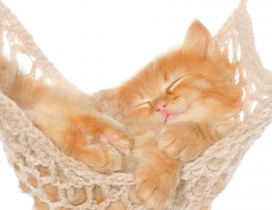A cute yellow kitten sleeps in hammock