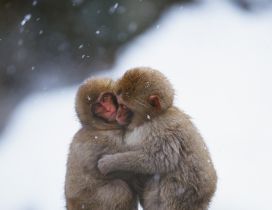 Embrace between two monkeys in a cold day