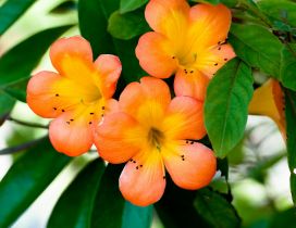 Beautiful orange flowers on the branch