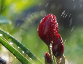 Red flowers buds in the rain - Tulips wallpaper