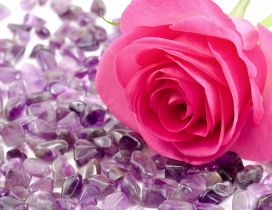 Pink rose on the many beautiful purple stones