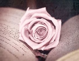 A rose in the middle of a book